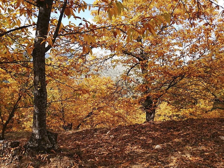 Copper forest Málaga