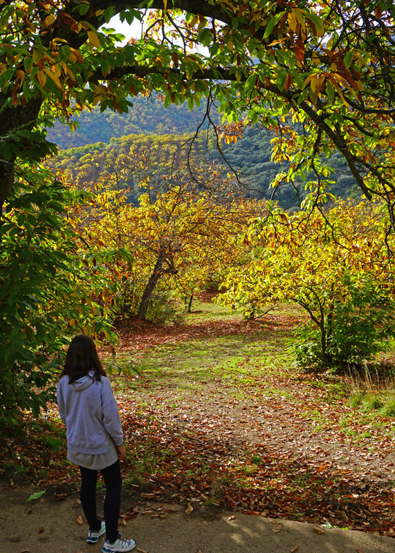 Chestnut trees in the enchanted forest of Parauta Málaga