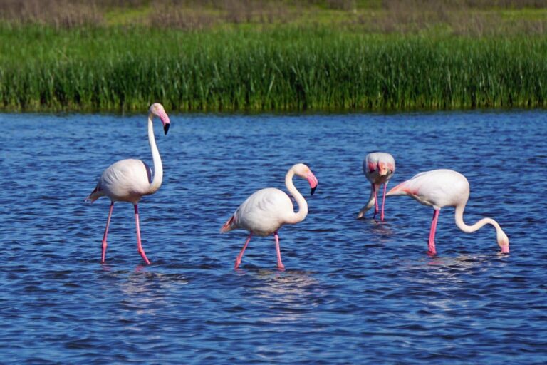 Flamingos in Fuente de Piedra Málaga