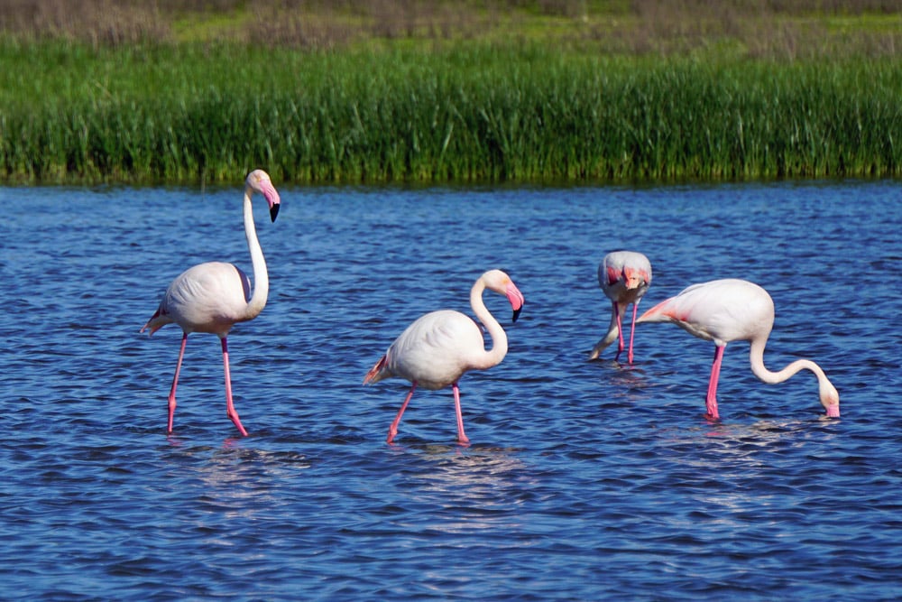 Flamingos feeding in the laguna de Fuente de Piedra, Málaga Andalusia