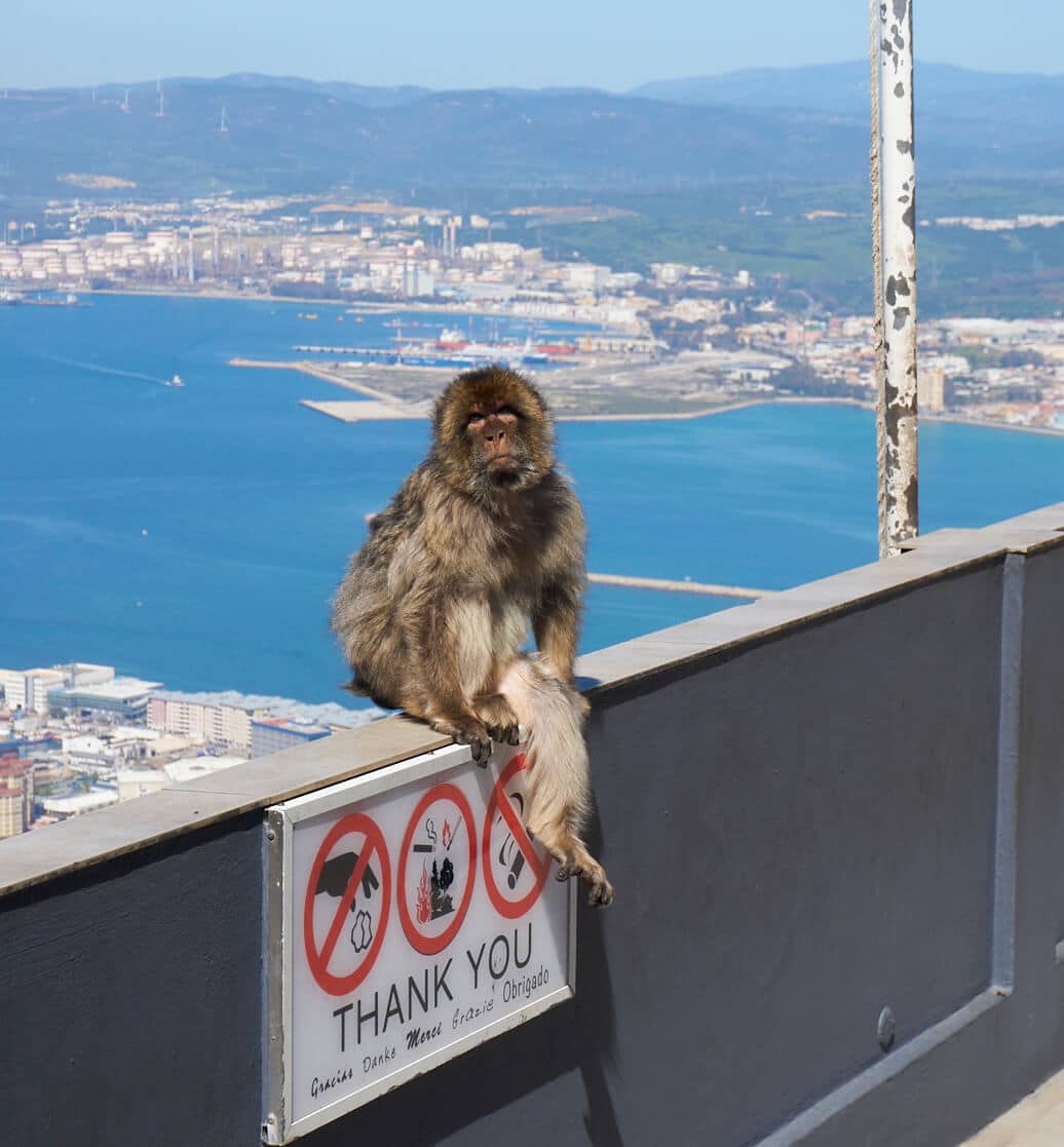 Monkey in Gibraltar
