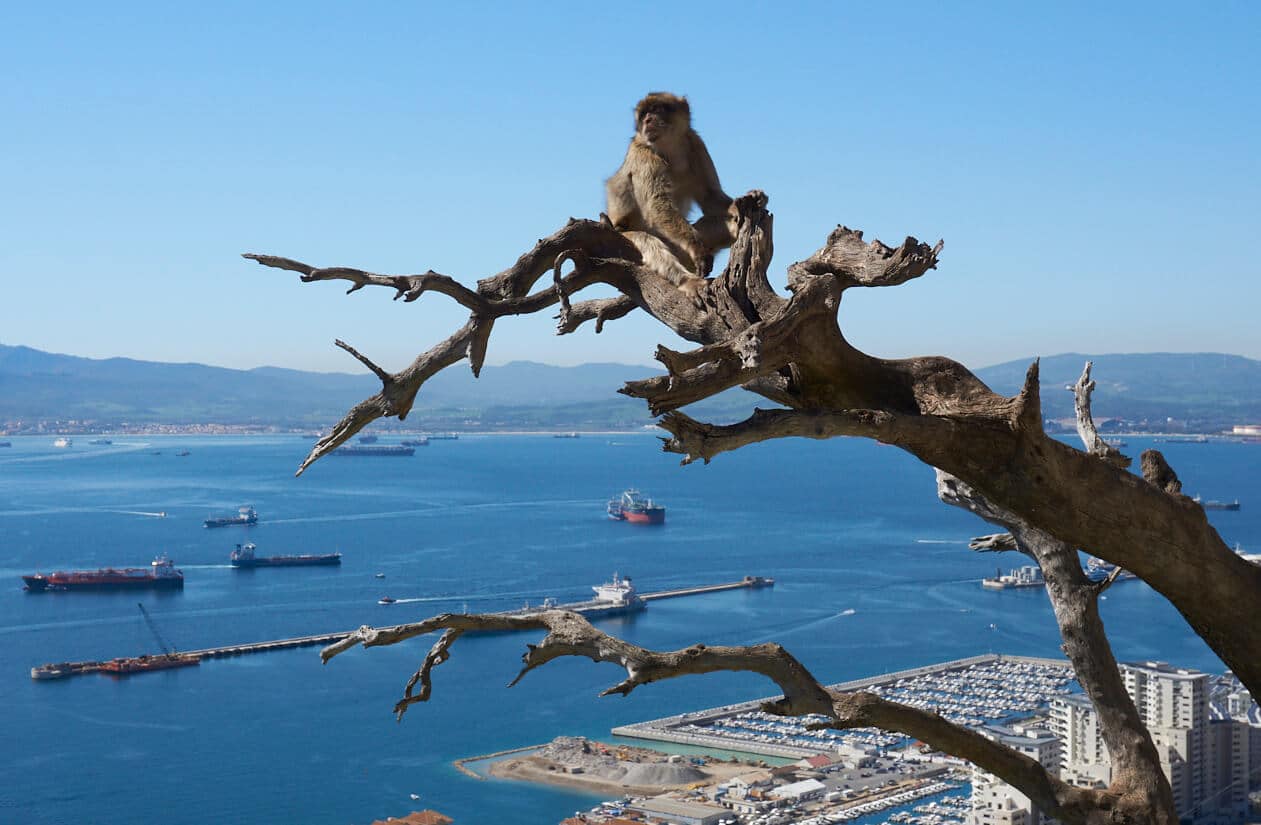 Macaques in Gibraltar