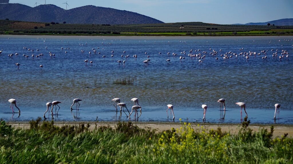 Flamingos in the lagoon in Fuente de Piedra