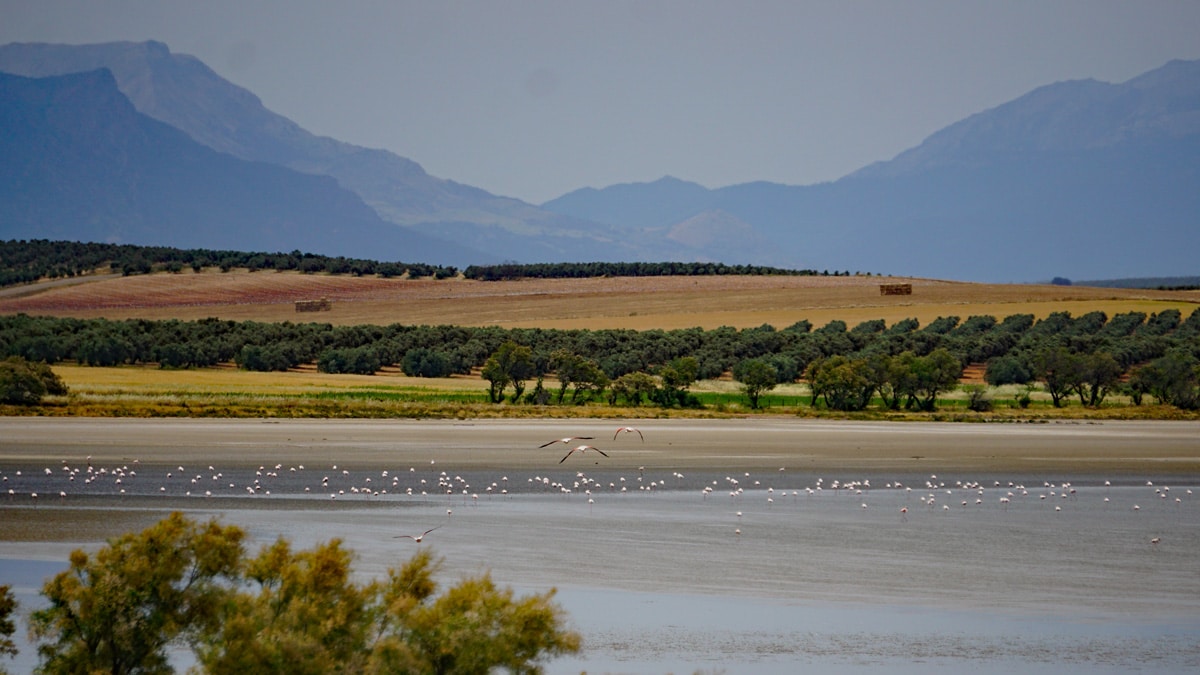 Views across the lagoon in Fuente de Piedra, Málaga with flamingos in the water and flying across.