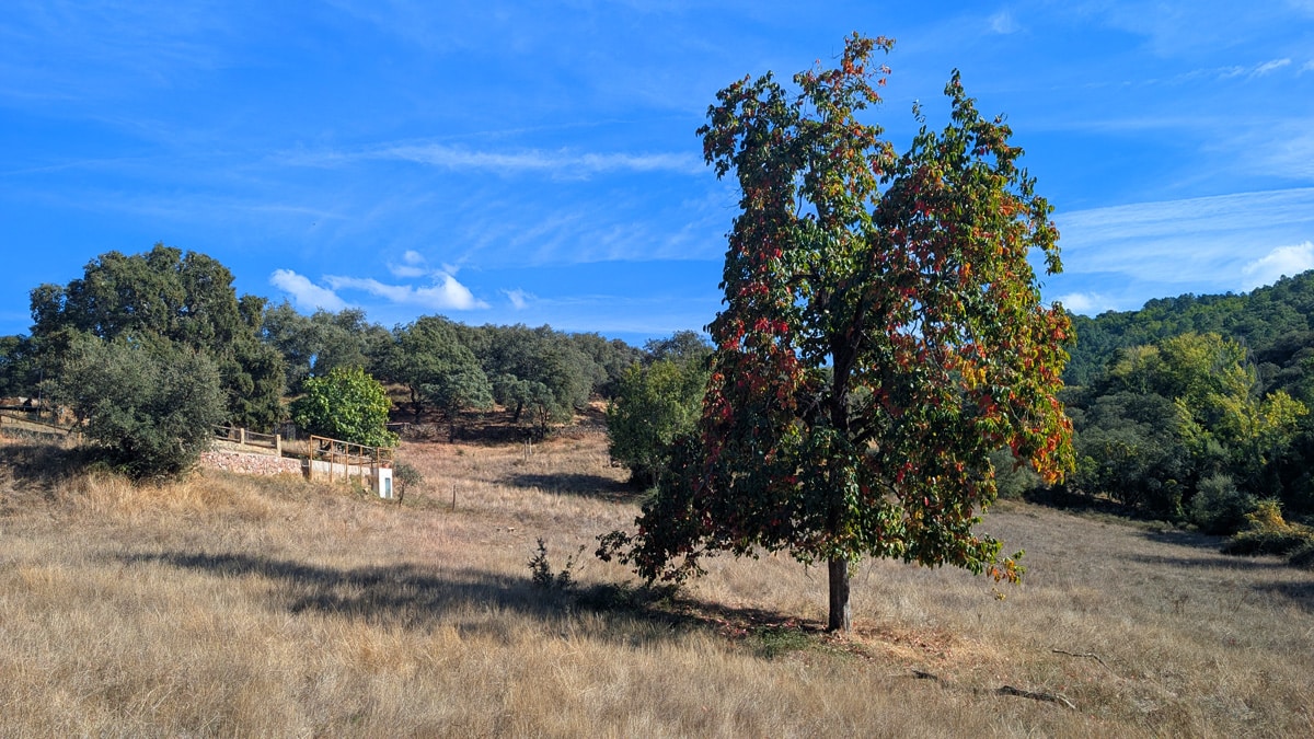 Nature Space Jabugo