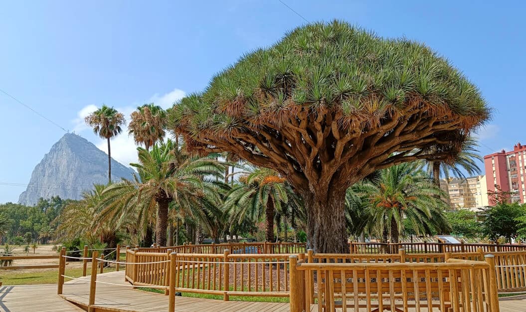 The hundred year old Drago tree in parque Princesa Sofia in la Línea de la Concepción